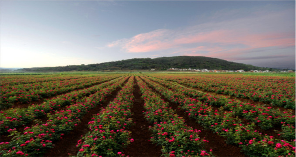 平阴排名_平阴玫瑰